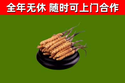 安宁区回收散虫草